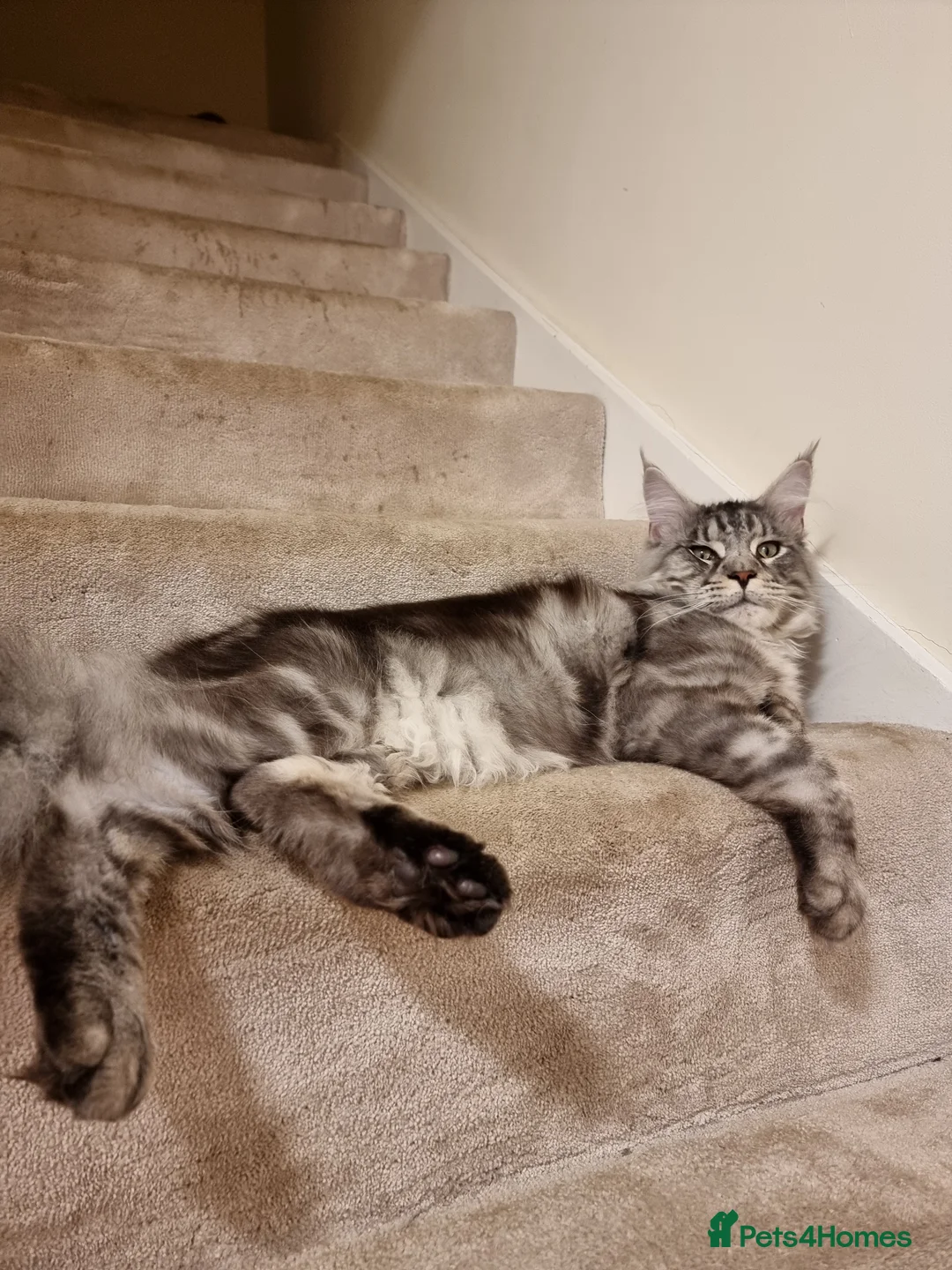 Maine Coon cats for sale:  Maine Coon Kittens Looking for Loving Homes!   - Advert 26