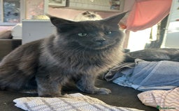 Maine Coon cats for sale: Stunning Maine coon kittens  - Image 12