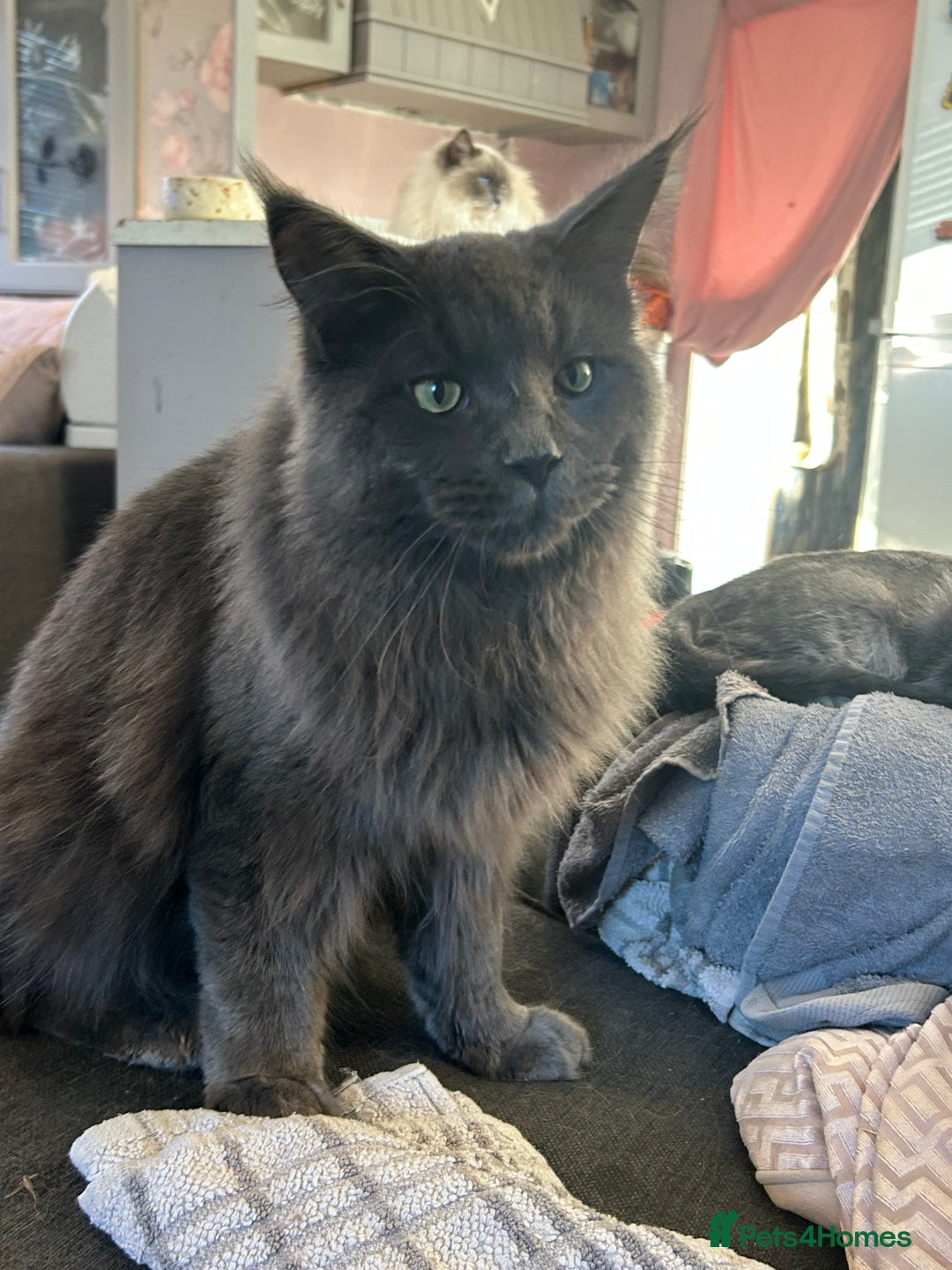 Maine Coon cats for sale: Stunning Maine coon kittens  - Image 12