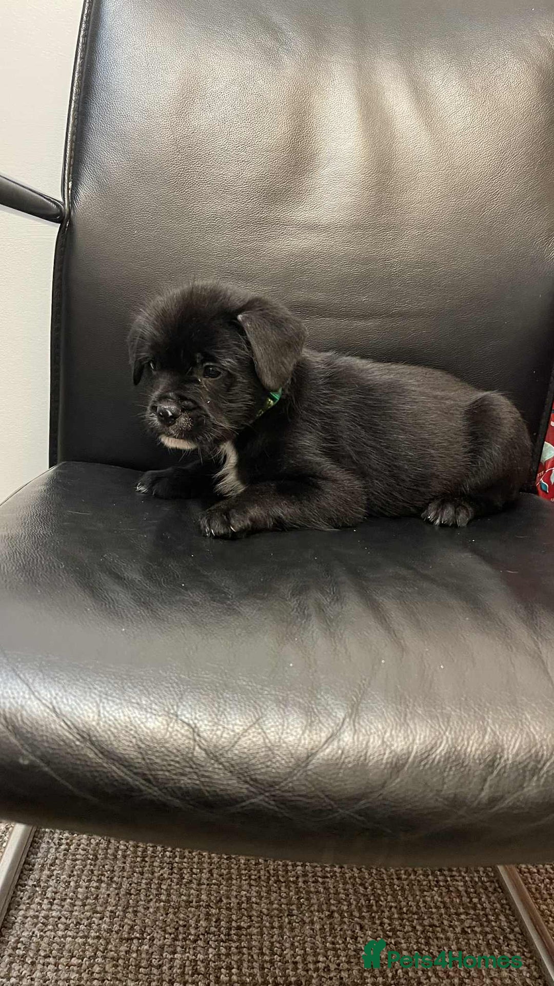 Mixed Breed dogs for sale: French bulldog mixt  - Advert 5