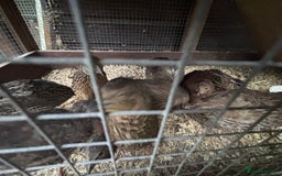 Quail poultry for sale: Mixed quail for sale  - Image 4