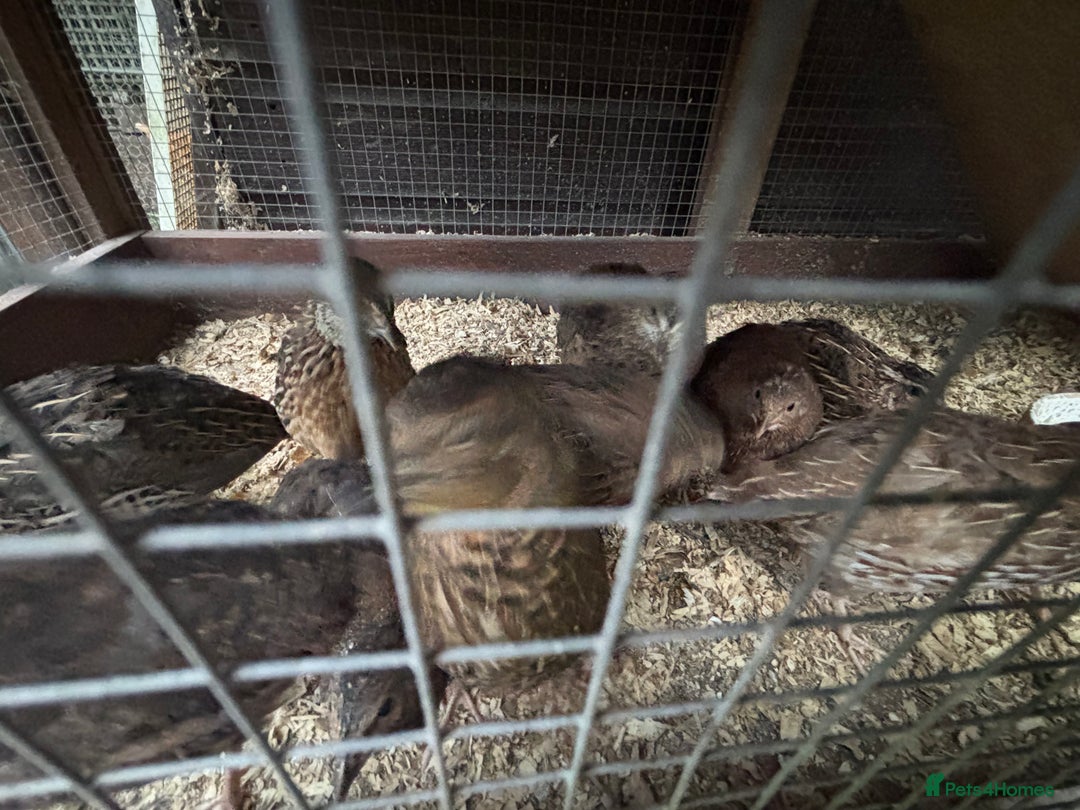 Quail poultry for sale: Mixed quail for sale  - Image 4