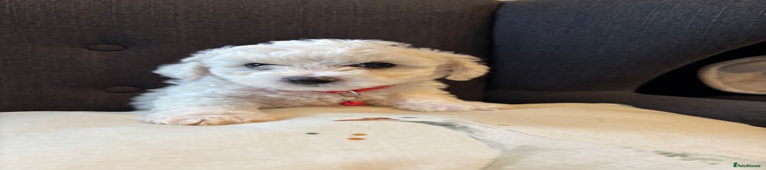 Bichon Frise Puppy 2