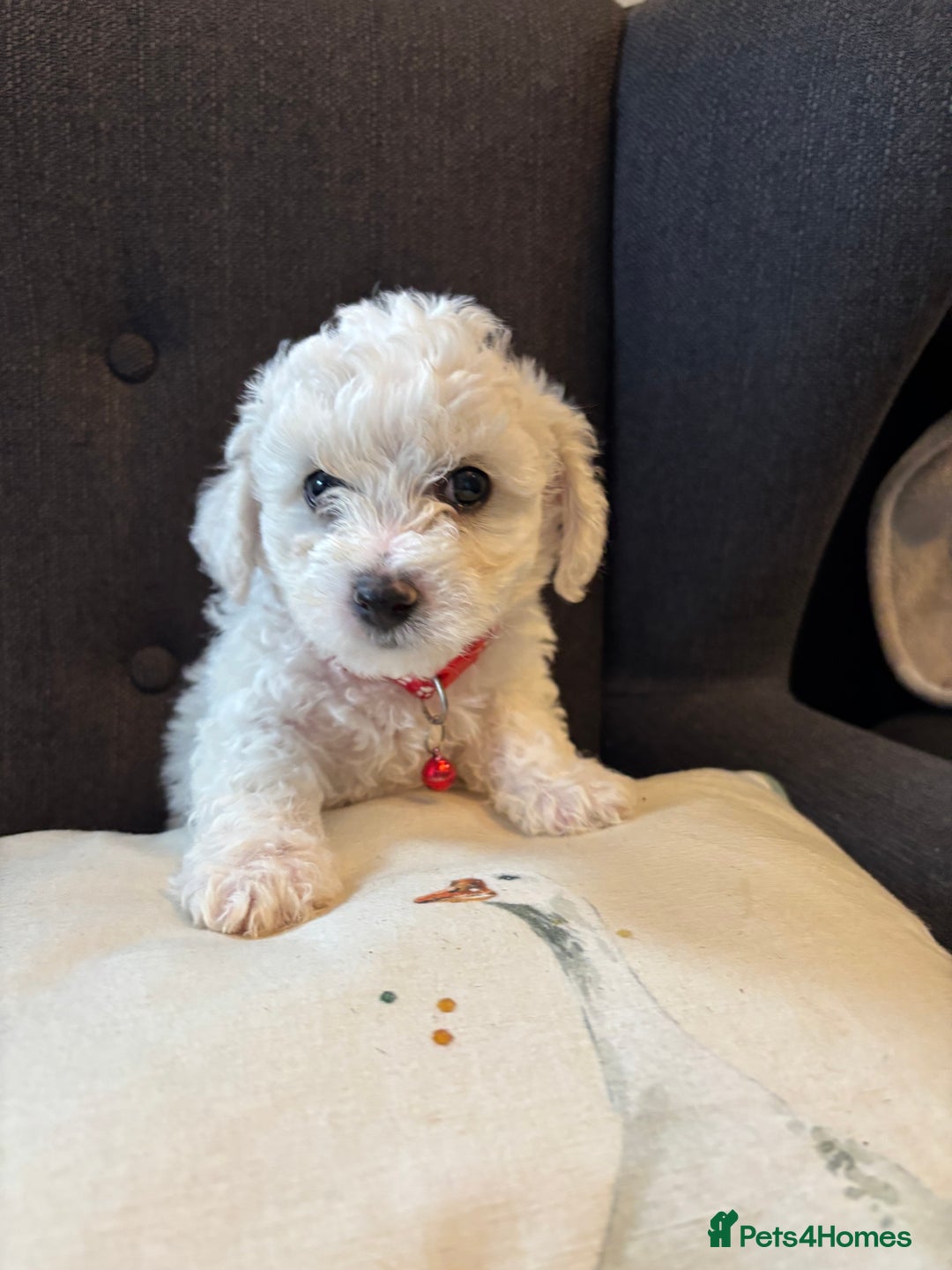 Bichon Frise dogs for sale: Bichon Frise Pups - Image 4