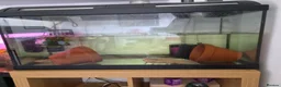 Axolotl reptiles for sale: Axolotls-Breeding pair - Advert 3