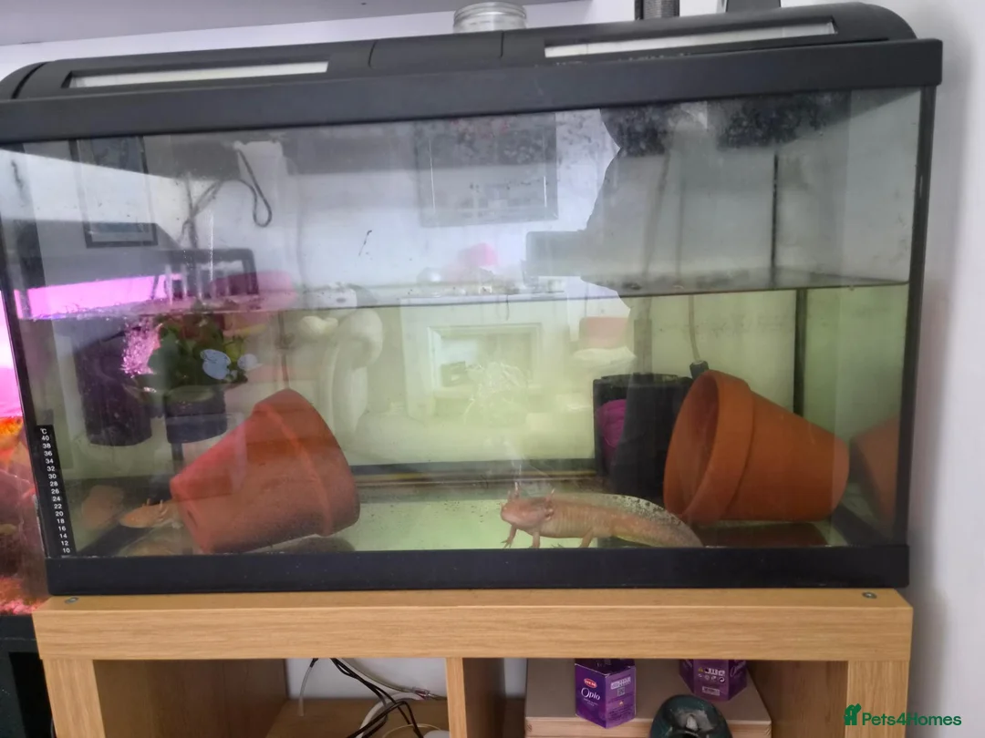 Axolotl reptiles for sale: Axolotls-Breeding pair - Advert 3