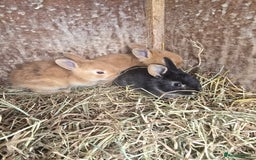 Rex rabbits for sale: 6 beautiful little rex x rabbits  - Image 1