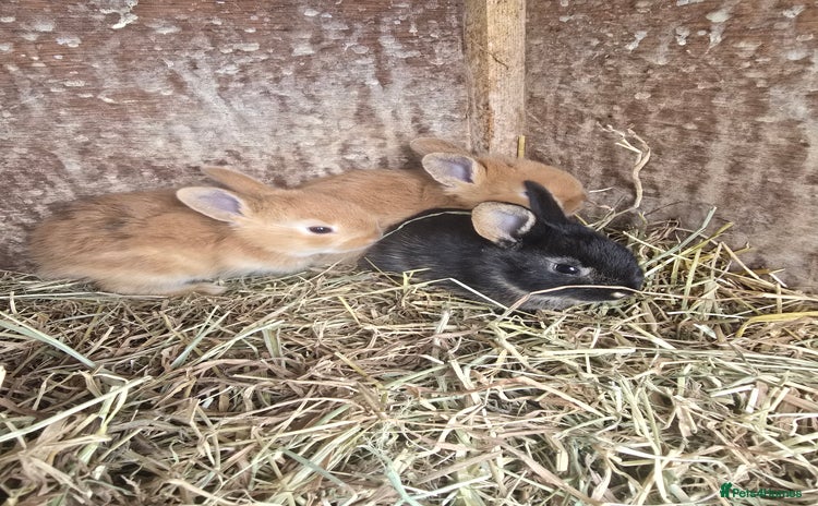 Rex rabbits - Advert 1