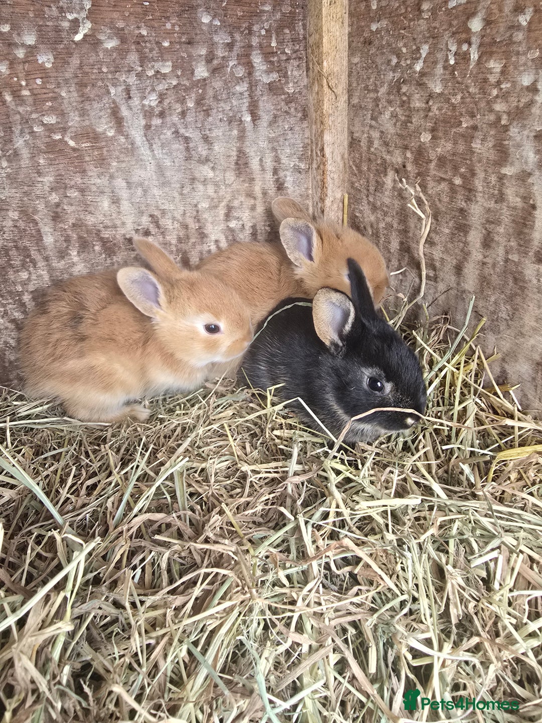 Rex rabbits for sale: 6 beautiful little rex x rabbits  - Image 1