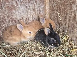 Rex rabbits - Advert 30