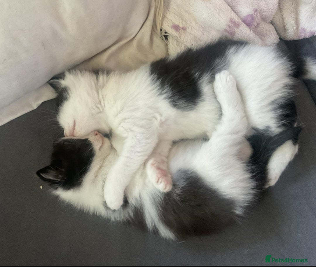 Mixed Breed cats for sale: ⭐️ 🐾🖤 KITTENS, BLACK AND WHITE, BOYS 🐾 ⭐️ - Image 2
