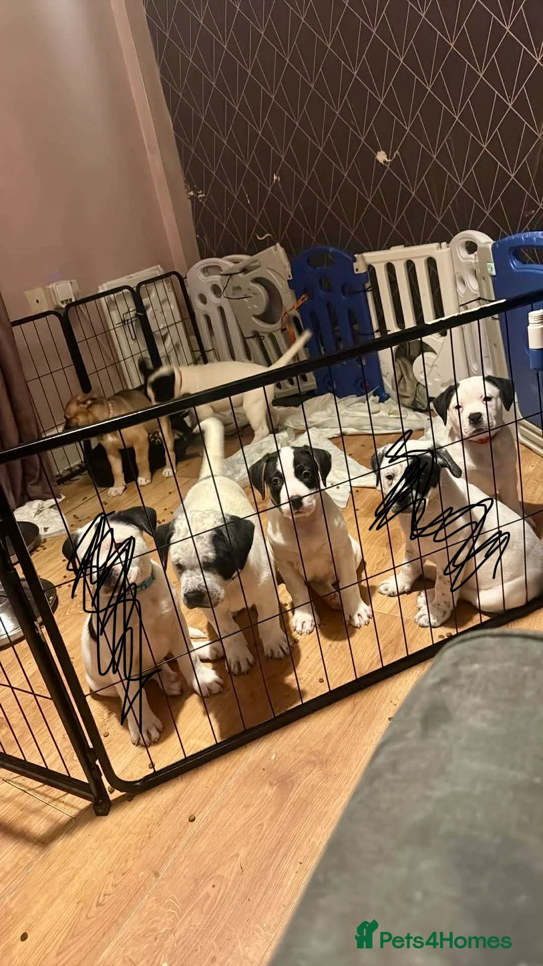 Mixed Breed dogs for sale: Puppys for sale  - Advert 2