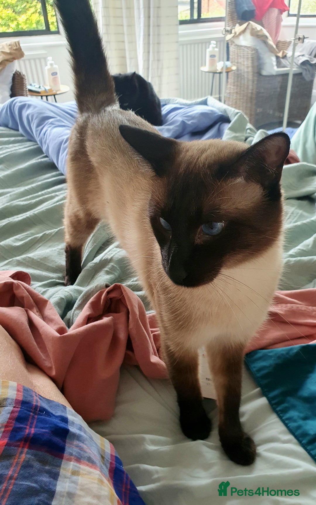 Siamese cats for stud: NOT FOR SALE Male 3/4 Siamese for stud - Image 3