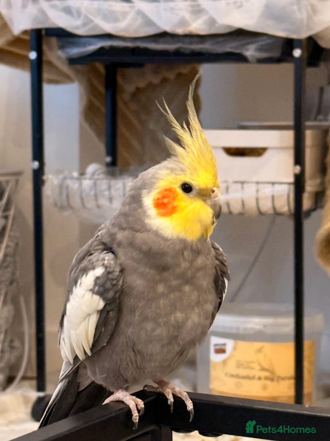 Cockatiels birds for sale: Cockatiel with cage and carrier bag for sale - Advert 2