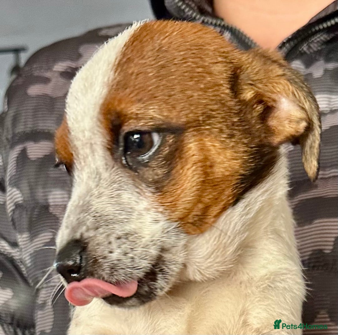 Jack Russell dogs for sale: Kennel Club Registered Jack Russell Terrier Pups - Image 24