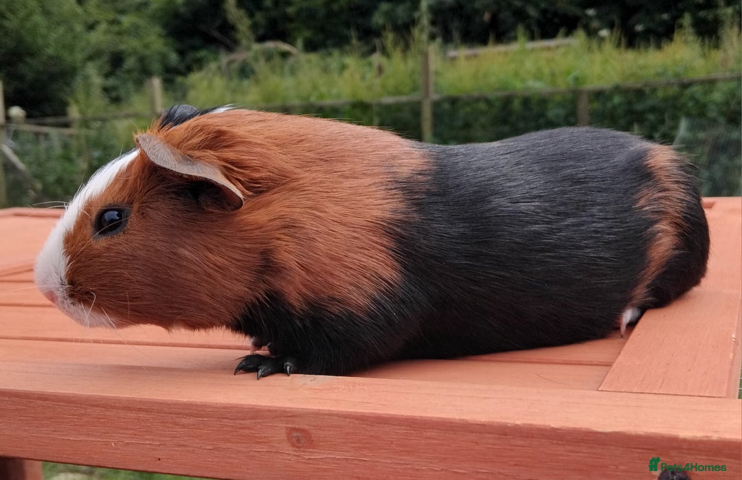 Guinea Pig rodents for sale: Chocolate Dalmation, Swiss, Tort, Baby Boars.. - Image 6