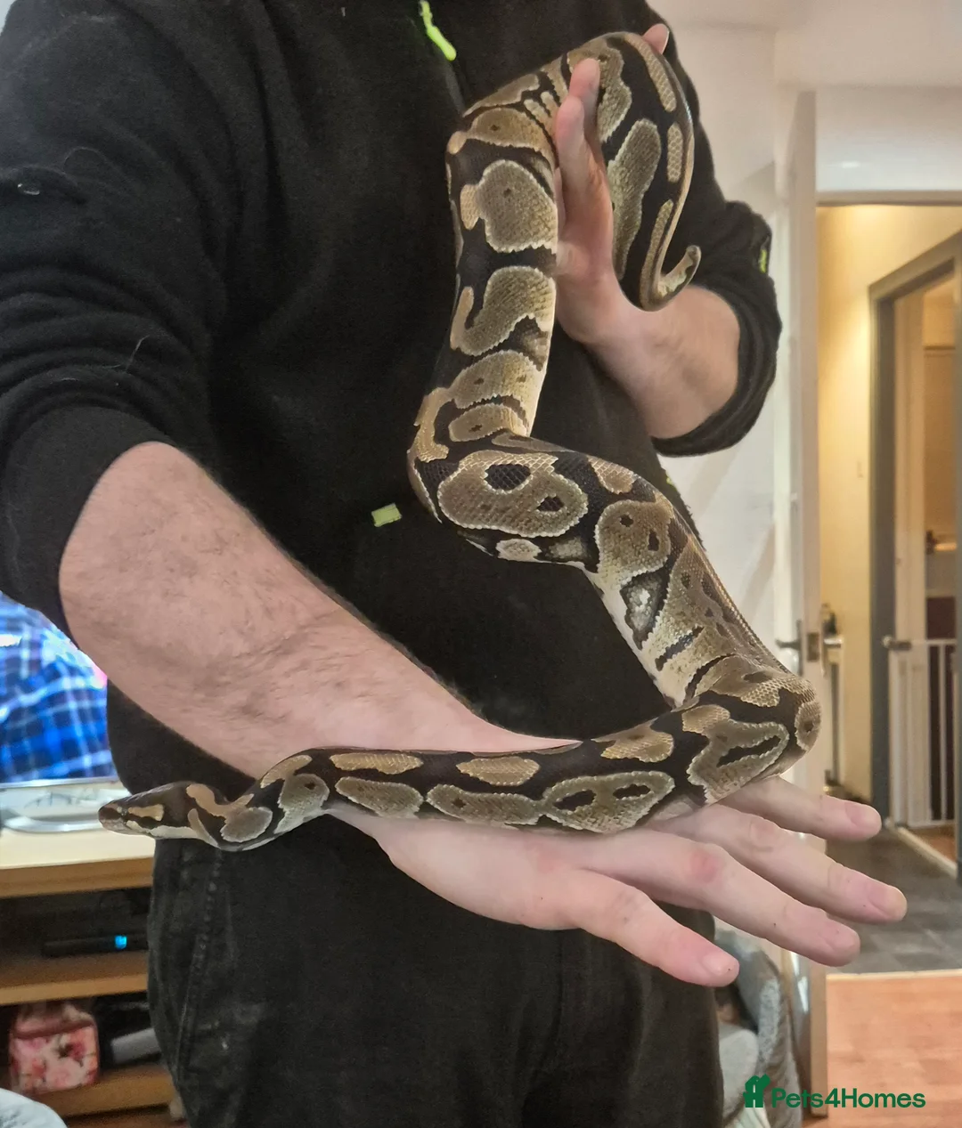 Python Snake reptiles for sale: Royal Python Female with full viv set up - Advert 4