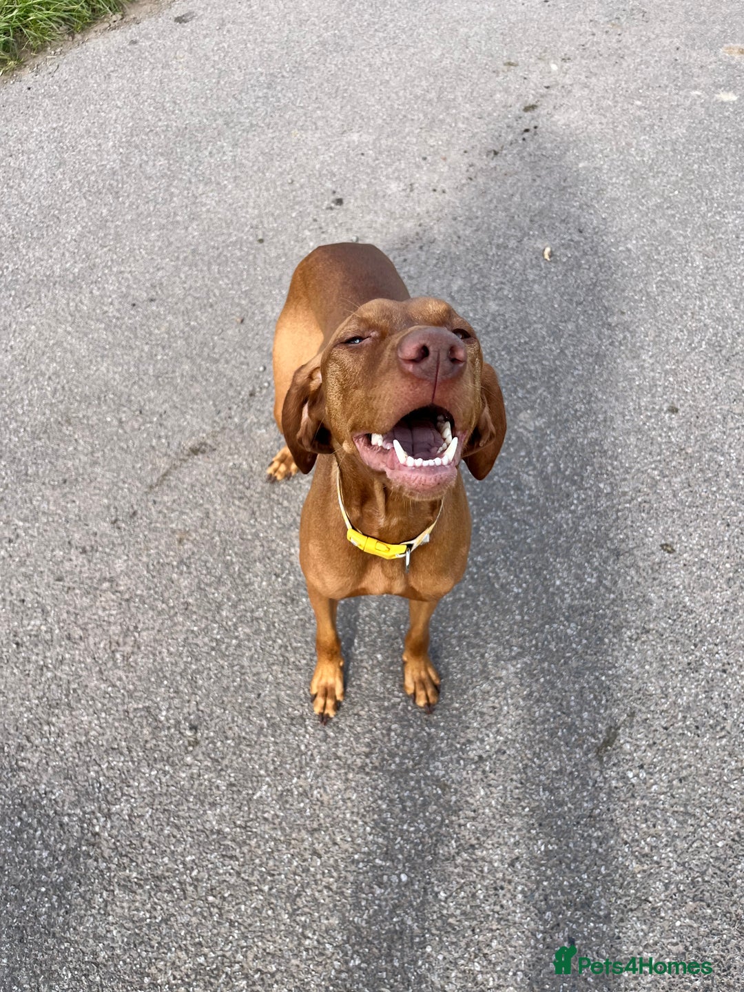 Gallery Image {{count}}