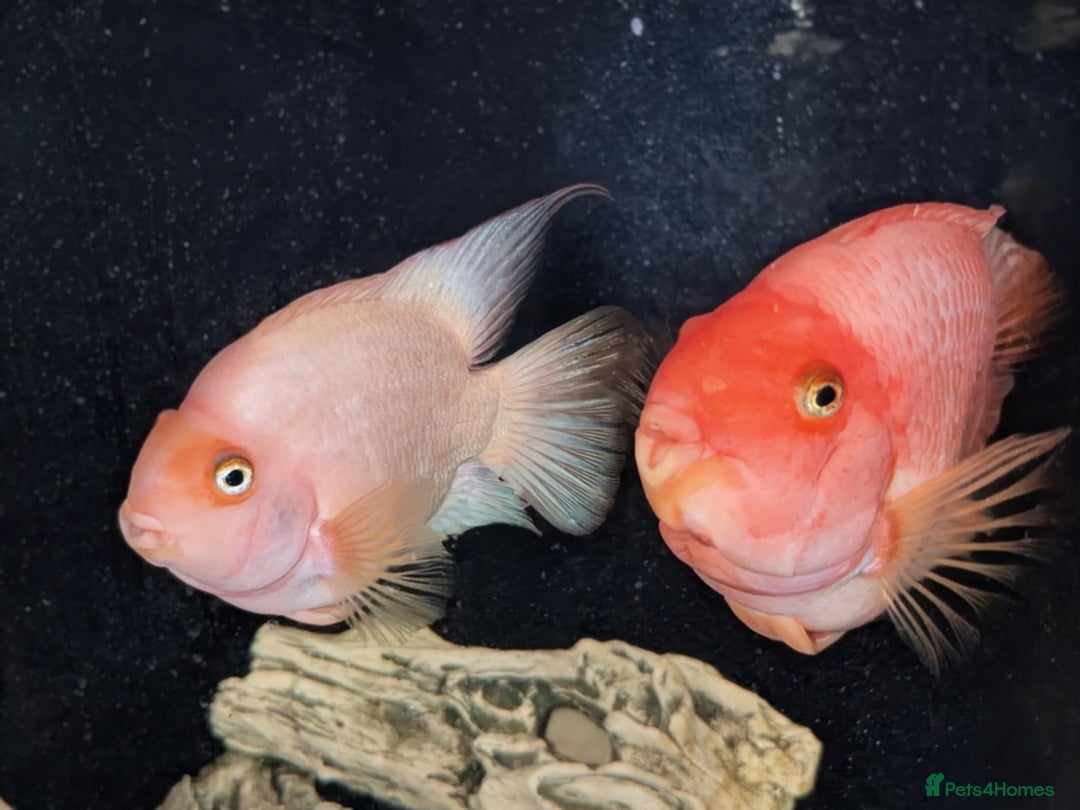 Cichlids fish for sale: Large pair of parrot cichlids  - Advert 1