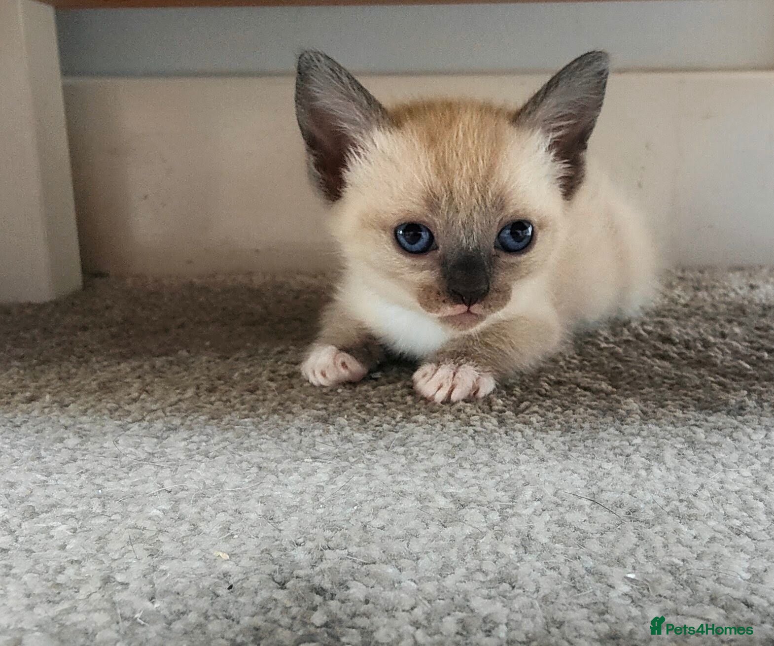 Mixed Breed cats Russian blue x ragdoll kittens  - Advert 1