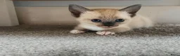 Mixed Breed cats for sale: Russian blue x ragdoll kittens  - Advert 1