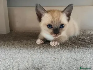 Mixed Breed cats Russian blue x ragdoll kittens - Advert 1