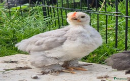 Chickens poultry for sale: Pekin bantam cockerils  - Image 1