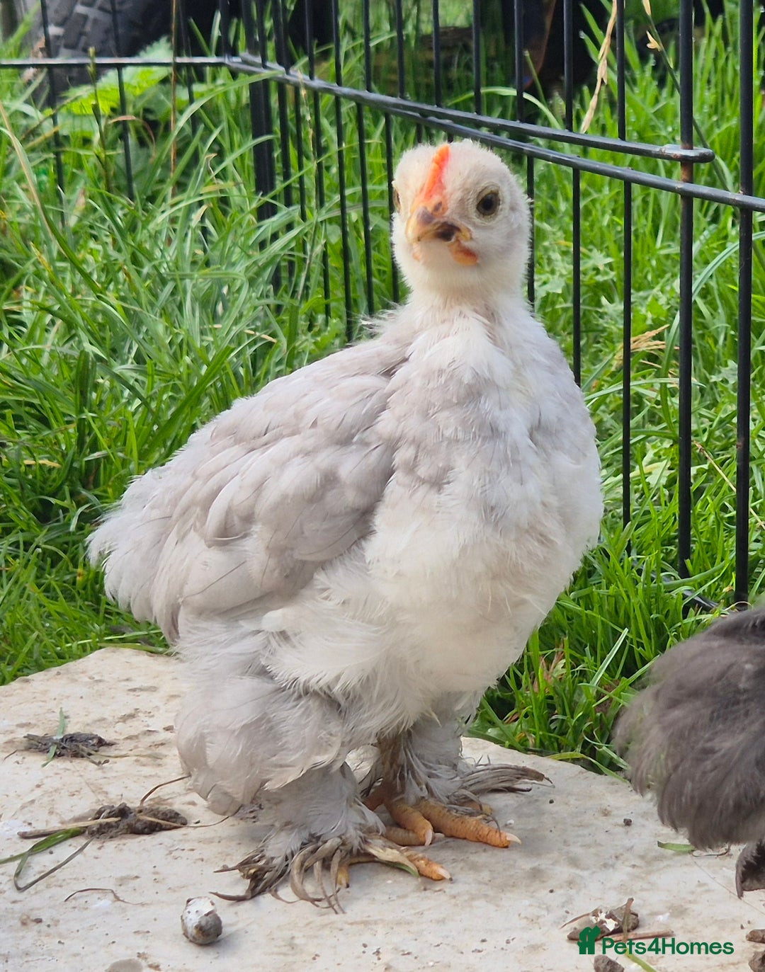 Chickens poultry for sale: Pekin bantam cockerils  - Image 1