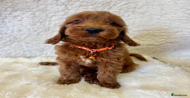 Goldendoodle dogs - Advert 11