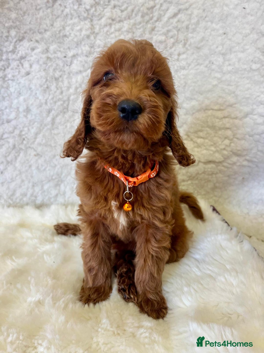 Goldendoodle dogs for sale: Outstanding Quality health tested Goldendoodles  - Image 4
