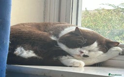 British Shorthair cats for sale: Fully vaccinated pure British shorthair kittens - Image 8