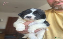 Pyrenean Mastiff dogs for sale: KC registered Pyrenean Mastiffs - Image 14