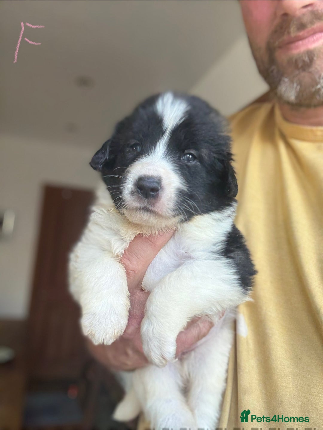 Pyrenean Mastiff dogs for sale: KC registered Pyrenean Mastiffs - Image 14