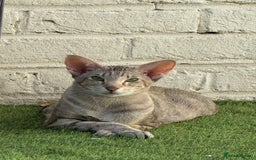 Oriental cats for sale: GCCF Champion Choc torti Tabby Queen Available - Image 1
