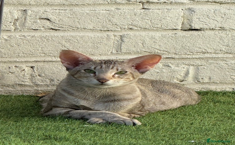 Oriental cats - Advert 1