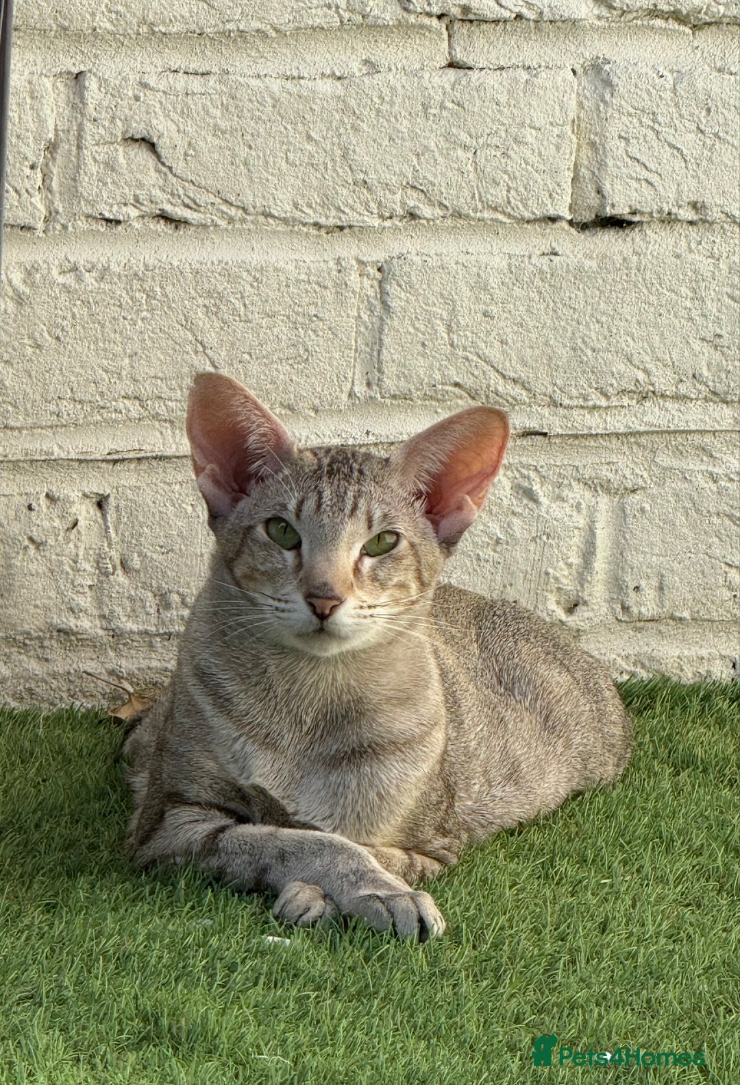 Oriental cats for sale: GCCF Champion Choc torti Tabby Queen Available - Image 1