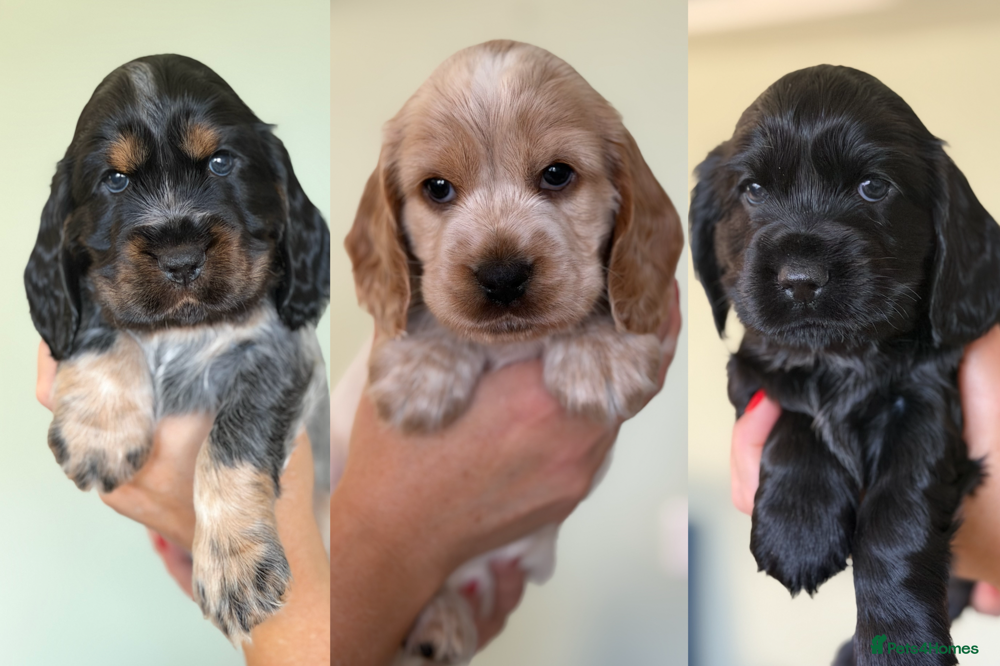 Cocker Spaniel dogs Beautiful Show Cocker Spaniel Puppies - Advert 9