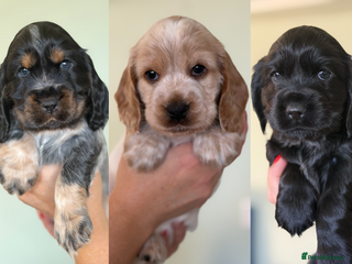 Cocker Spaniel dogs Beautiful Show Cocker Spaniel Puppies - Advert 7