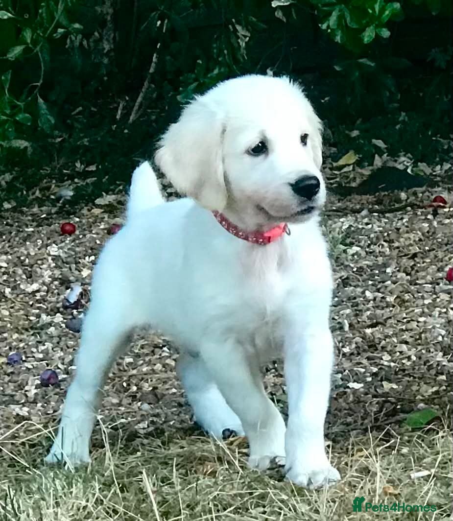 Golden Retriever dogs Championship lines puppies - Advert 2