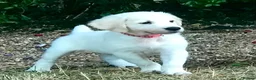 Golden Retriever dogs for sale: Championship lines puppies-ready now - Advert 19