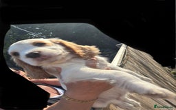 Sprocker dogs for sale: Sprocker  - Image 13