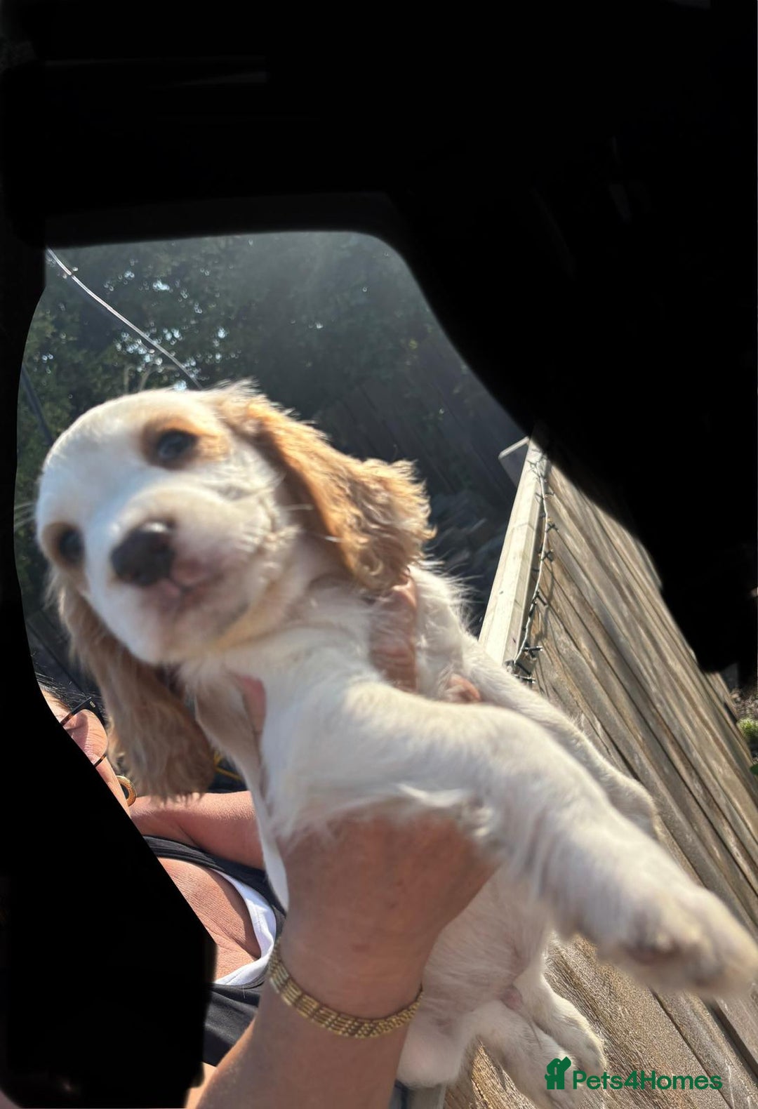 Sprocker dogs for sale: Sprocker  - Image 13