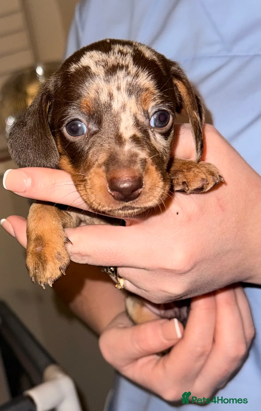 Miniature Dachshund dogs for sale: Stunning Mini-Dachshund litter - Advert 19