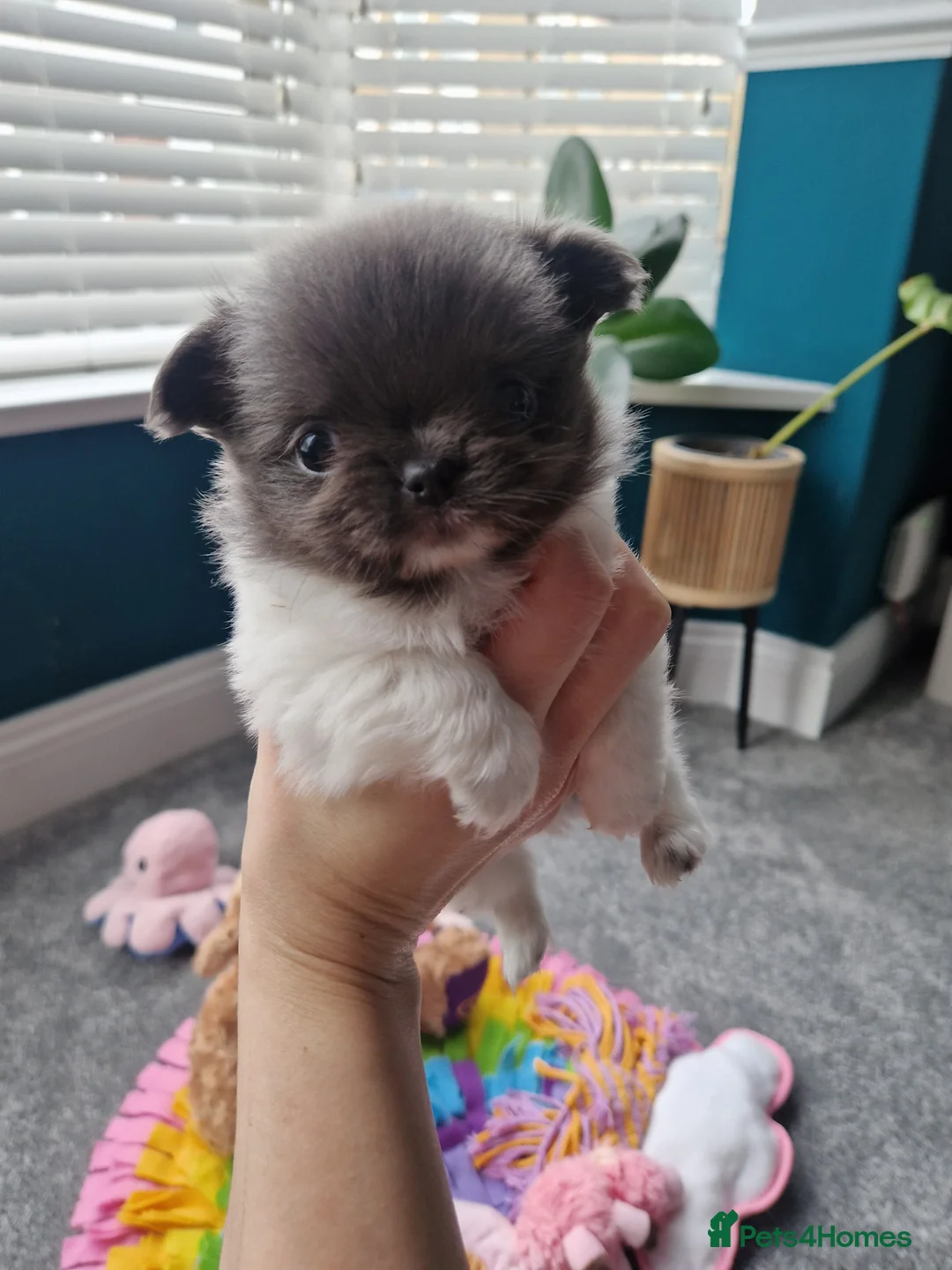 Chihuahua dogs for sale: KC registered chihuahua, female lilac & white - Advert 1