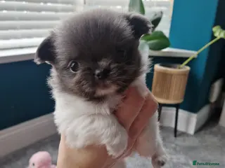 Chihuahua dogs KC registered chihuahua, female lilac & white - Advert 1