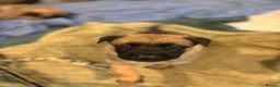 German Shepherd dogs for sale: 2 MALES LEFT German Shepherd puppies - Advert 14