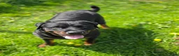 Rottweiler dogs for sale: 🐾 KC Rottweiler Puppies– Family Raised – 27th Jun in Knaresborough - Advert 13