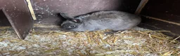 Netherland Dwarf rabbits for sale: 4 Netherland Dwarfs & 2 Double Cages  - Advert 2