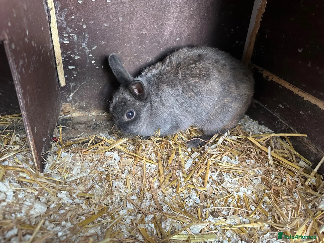 Netherland Dwarf rabbits for sale: 4 Netherland Dwarfs & 2 Double Cages  - Advert 2