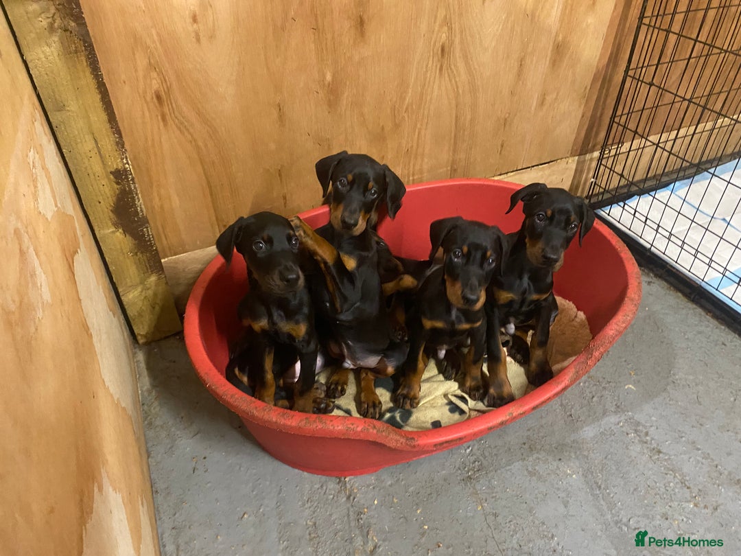 Dobermann dogs for sale: Doberman Puppies - Image 10